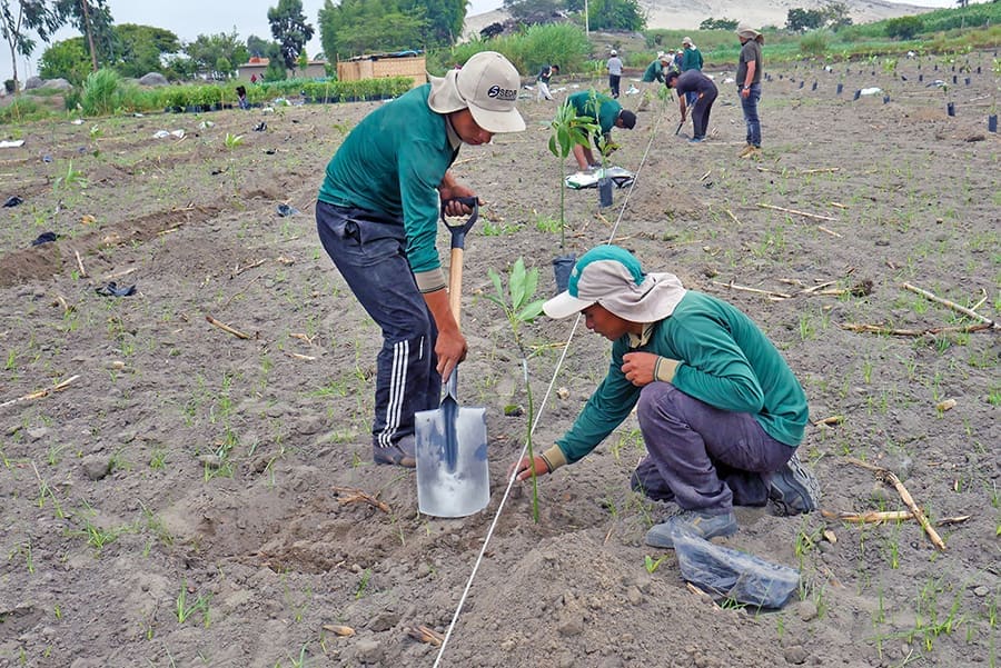 Asistencia técnica personalizada en parcelas de cultivo